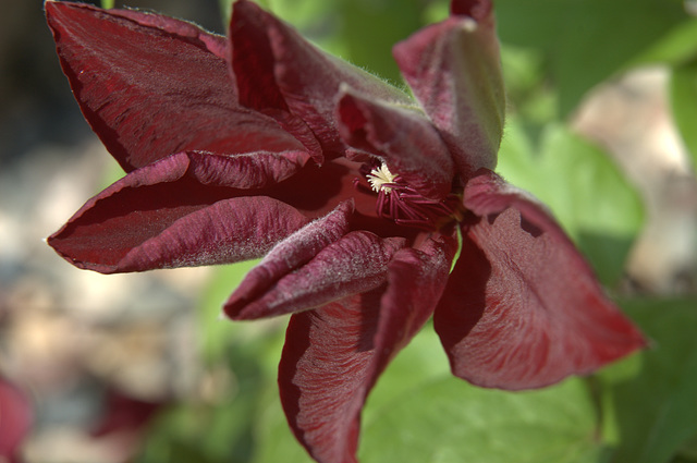 clematis