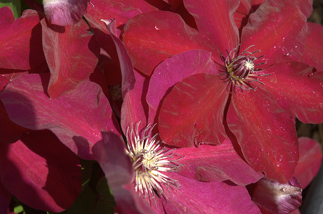 clematis