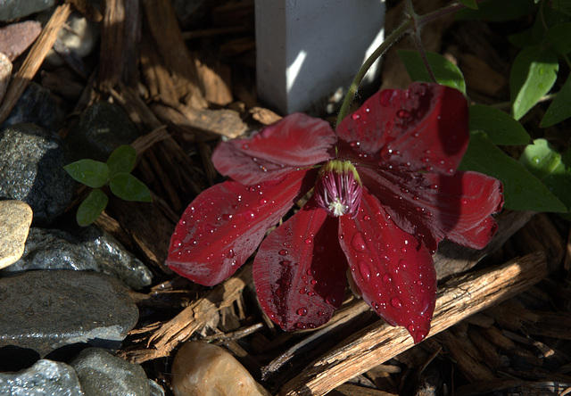 clematis