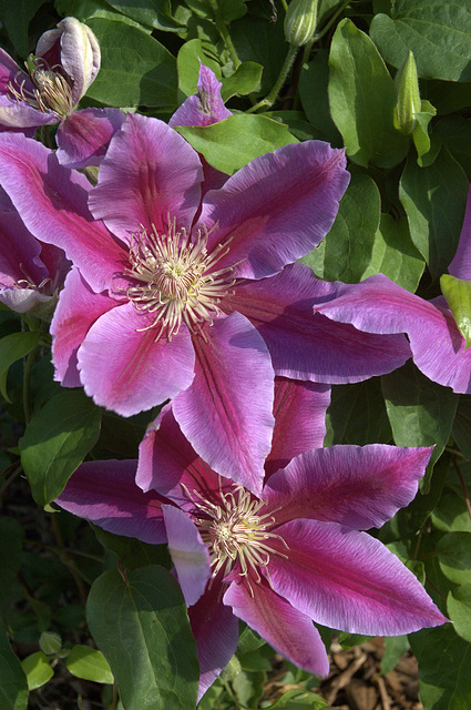 clematis