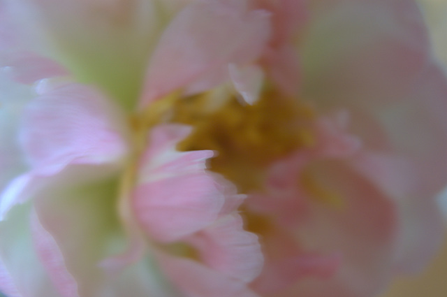 peony i