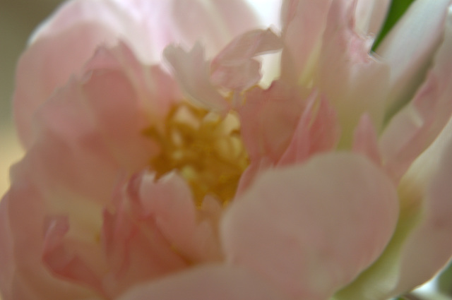 peony iv