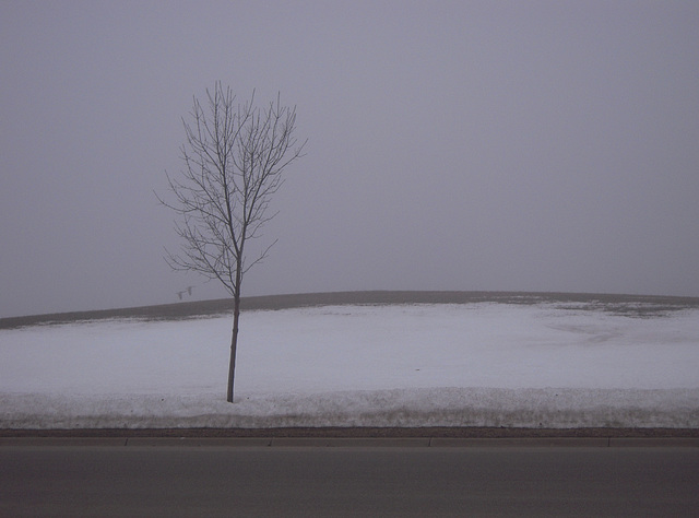 foggy landscape with geese