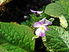 Viola and  polyanthus leaves
