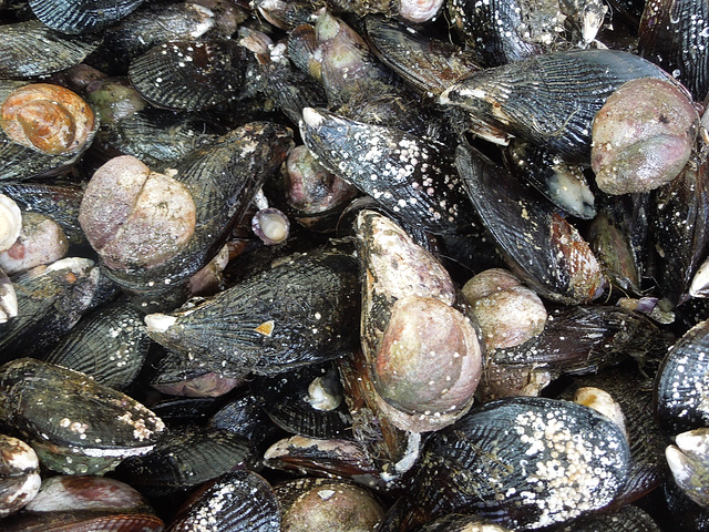 fish market, Puerto Montt