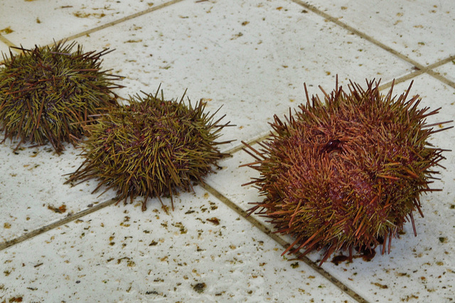 sea urchins