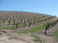 Grapes, near Paso Robles