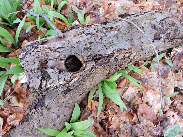 log with woodpecker hole