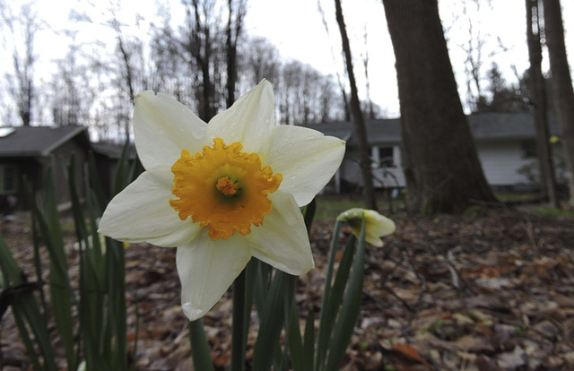 Daffodil