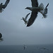 Sur le ferry pour Texel