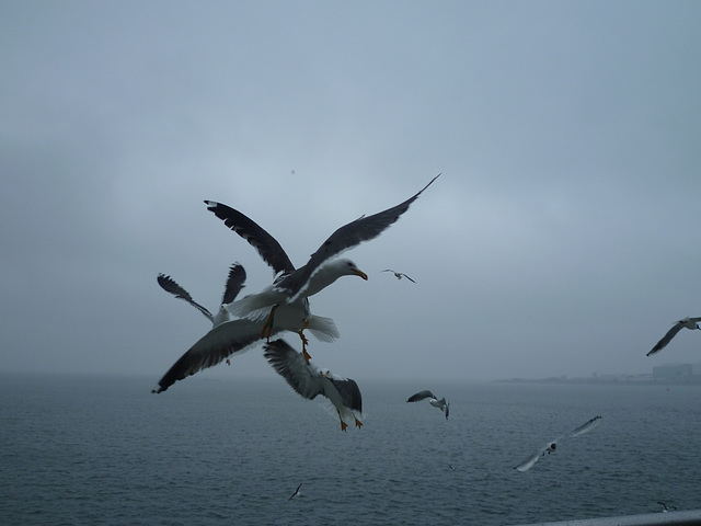 Sur le ferry pour Texel