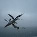 Sur le ferry pour Texel