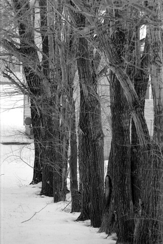 Tall Hedge