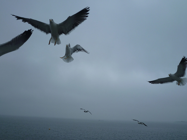 Sur le ferry pour Texel