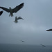 Sur le ferry pour Texel