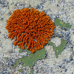 Colourful lichen on a bridge railing