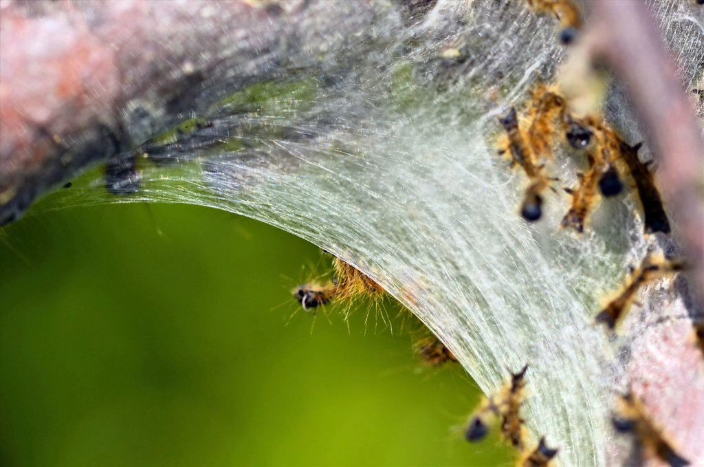 Web and Caterpillars