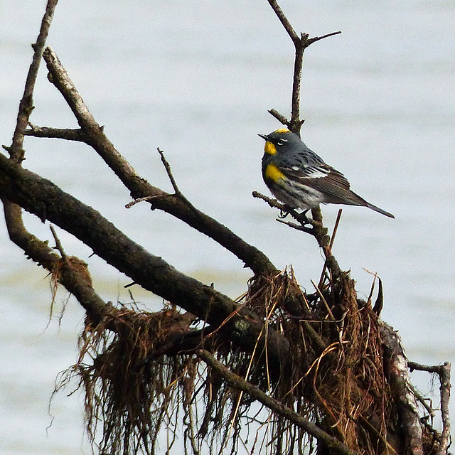 Yellow-rumped Warbler (Audubon's)