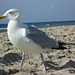 Texel sur la plage