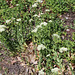 Passerage drave -Lepidium draba (2)