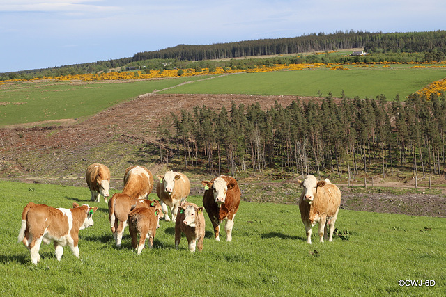 Spring Calves enjoying the May sunshine with their mothers. Spring Calves enjoying the May sunshine with their mothers.