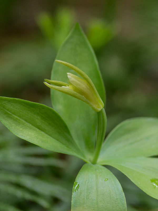 Isotria medeoloides (Small whorled pogonia orchid)