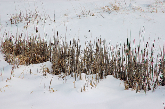 cattails