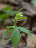 Isotria medeoloides (Small whorled pogonia orchid)