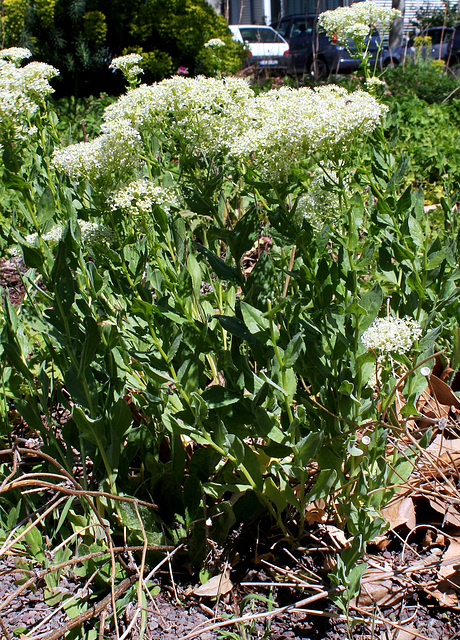 Passerage drave -Lepidium draba (3)