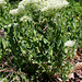 Passerage drave -Lepidium draba (3)