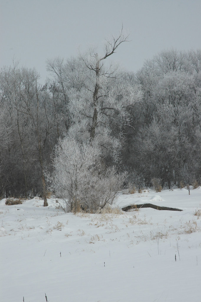 trees and rime