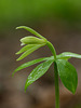 Isotria medeoloides (Small whorled pogonia orchid)