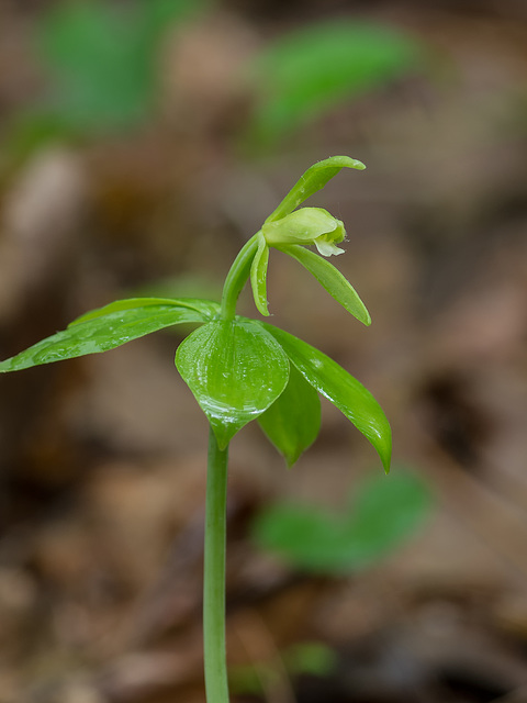 Isotria medeoloides (Small whorled pogonia orchid)