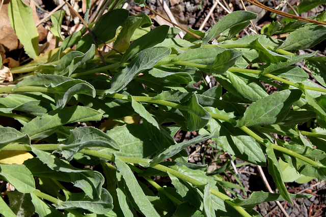 Passerage drave -Lepidium draba