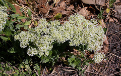 Passerage drave -Lepidium draba (4)