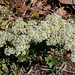 Passerage drave -Lepidium draba (4)