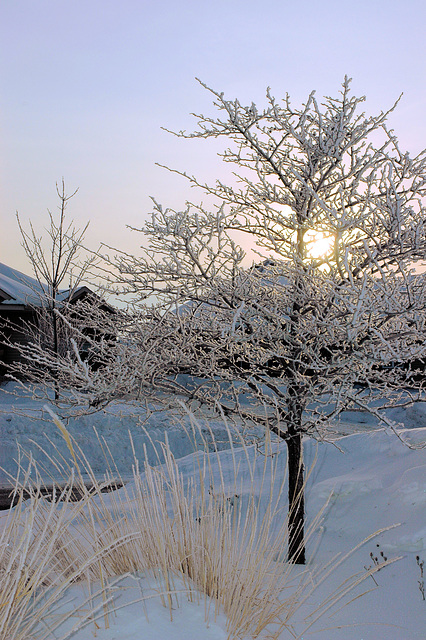 Sun and rime