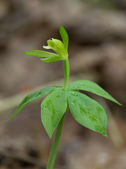 Isotria medeoloides (Small whorled pogonia orchid)