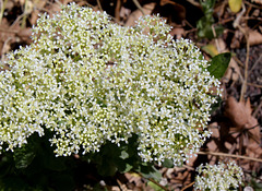 Passerage drave -Lepidium draba (5)