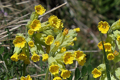 Primula veris - Primevère officinale