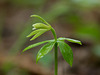 Isotria medeoloides (Small whorled pogonia orchid)