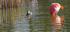 Parc aux oiseaux Villars les Dombes Ain