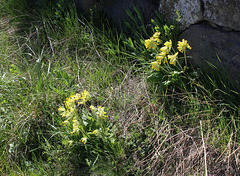 Primula veris - Primevère officinale (2)