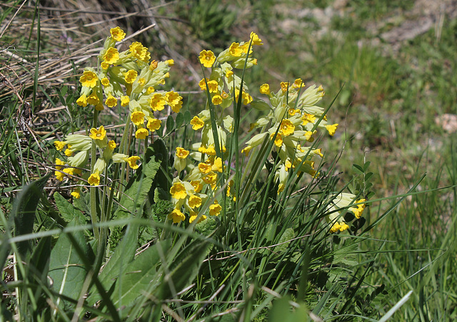 Primula veris - Primevère officinale (3)