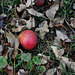 The last fruits of autumn