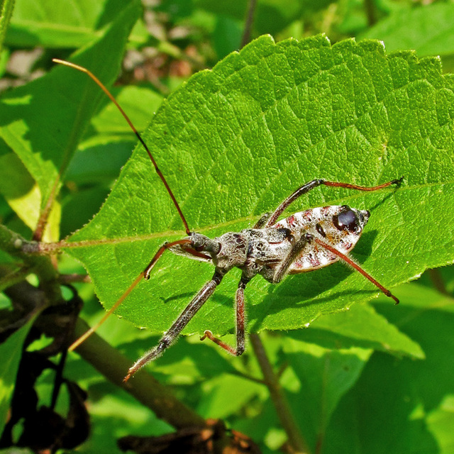 Probably a Late Instar Assassin Bug Nymph