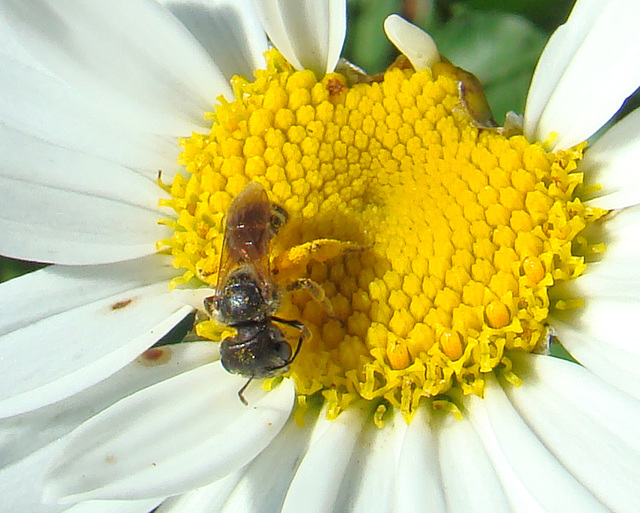 Bee on shasta daisy