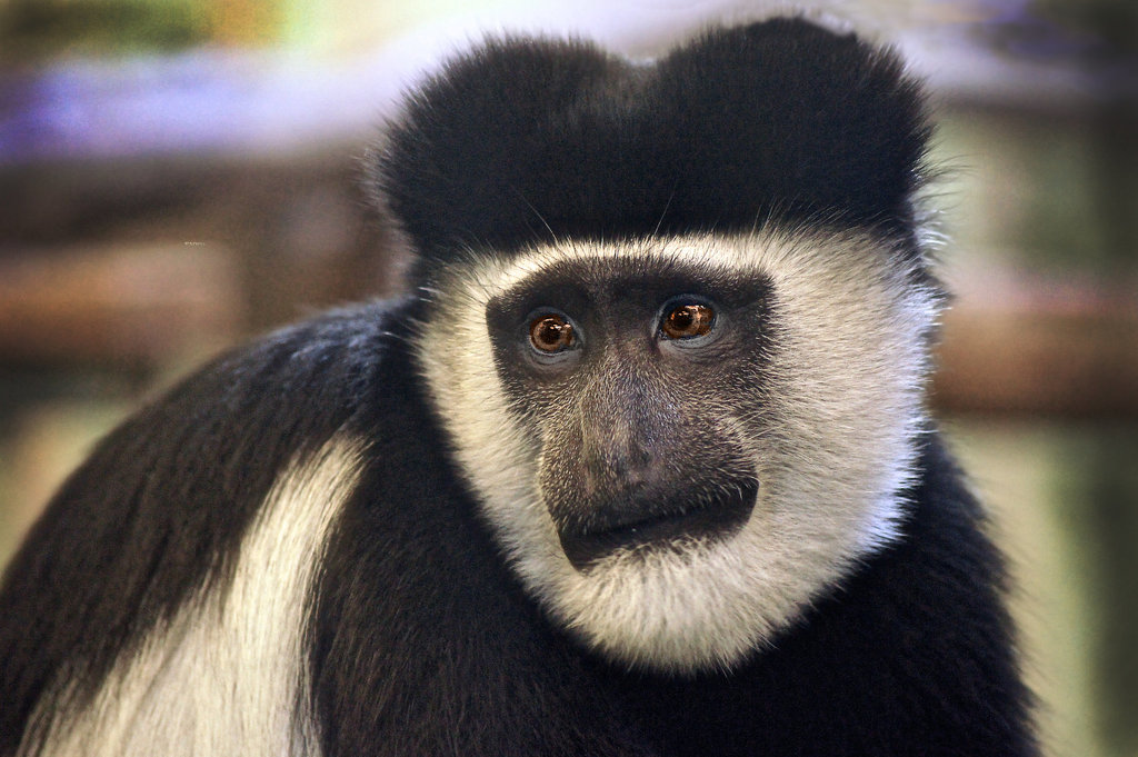 Guereza Portrait