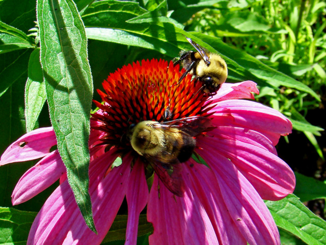 Bumbleebees on coneflower