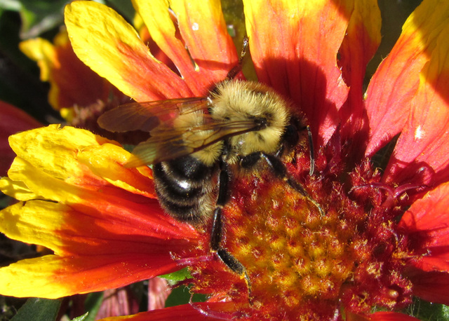 Bee on gaillardia flower